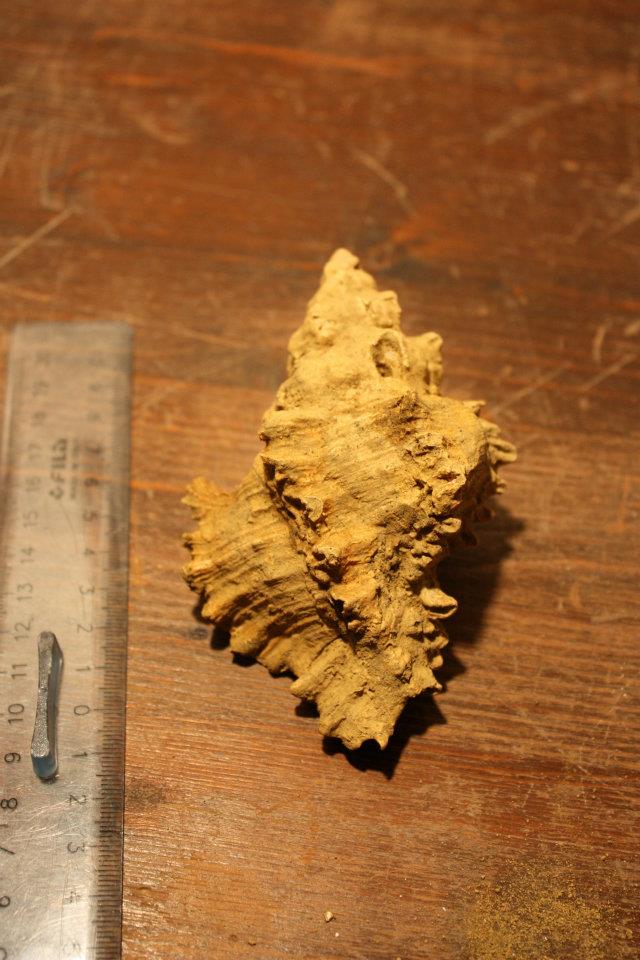 Hexaplex brevicanthos